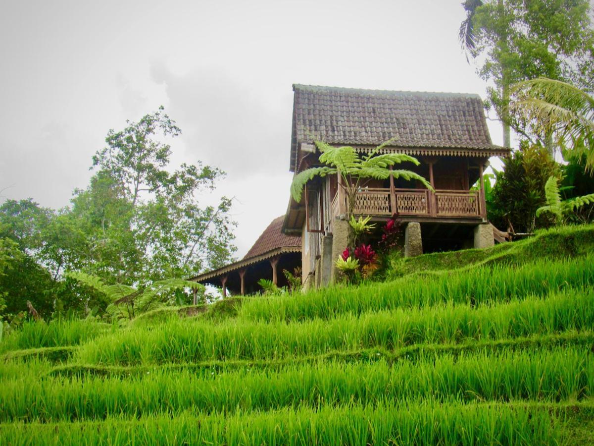 D'Ume Bendoel Homestay Jatiluwih Exterior foto