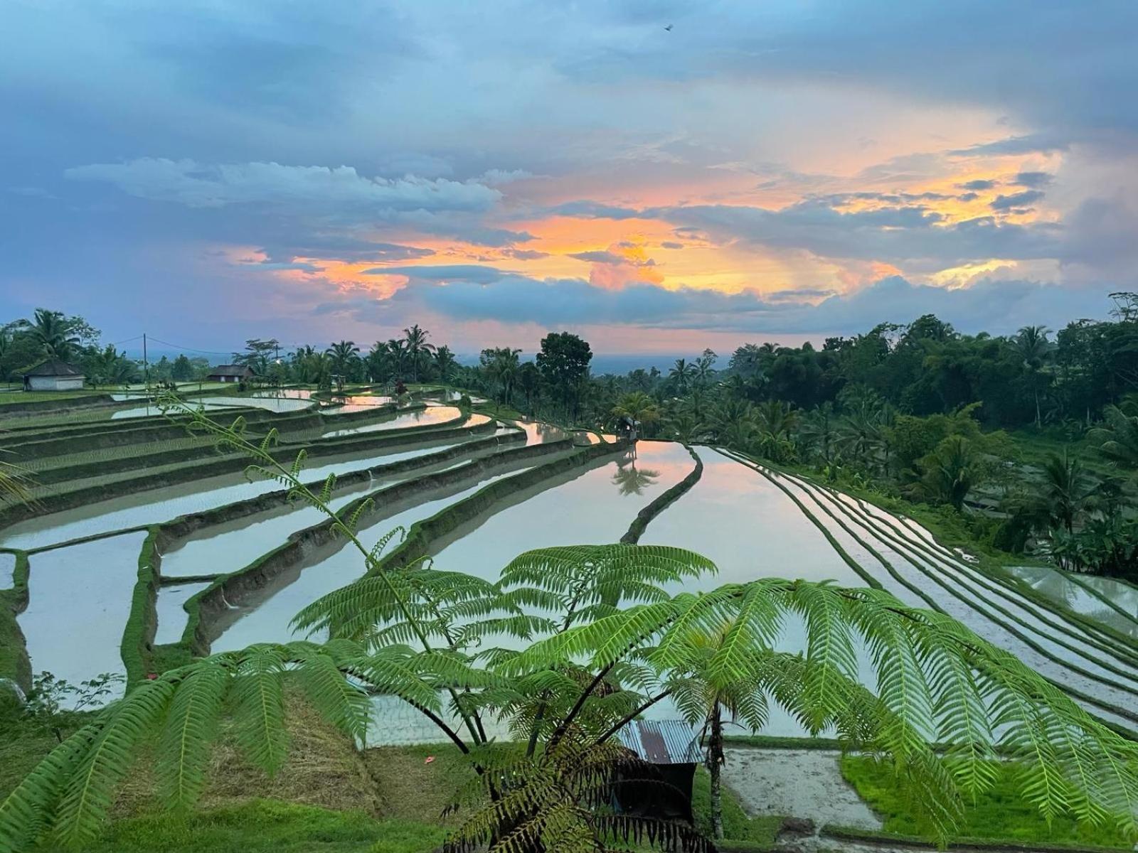 D'Ume Bendoel Homestay Jatiluwih Exterior foto