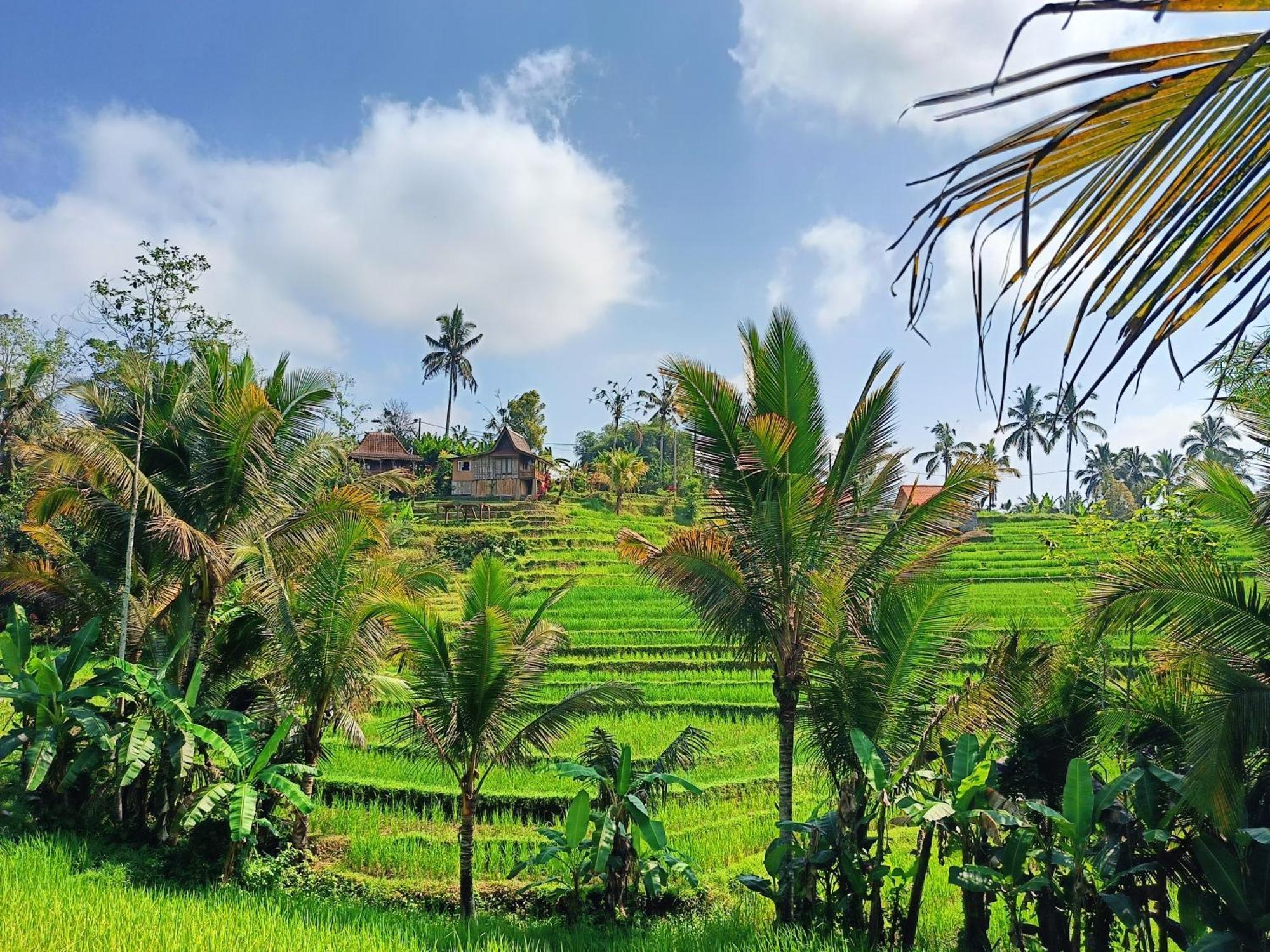 D'Ume Bendoel Homestay Jatiluwih Exterior foto