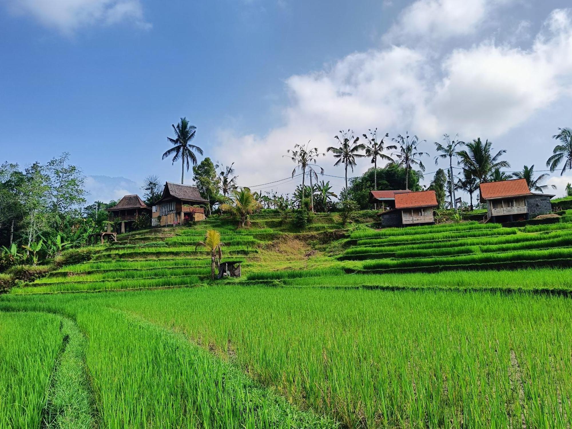 D'Ume Bendoel Homestay Jatiluwih Exterior foto