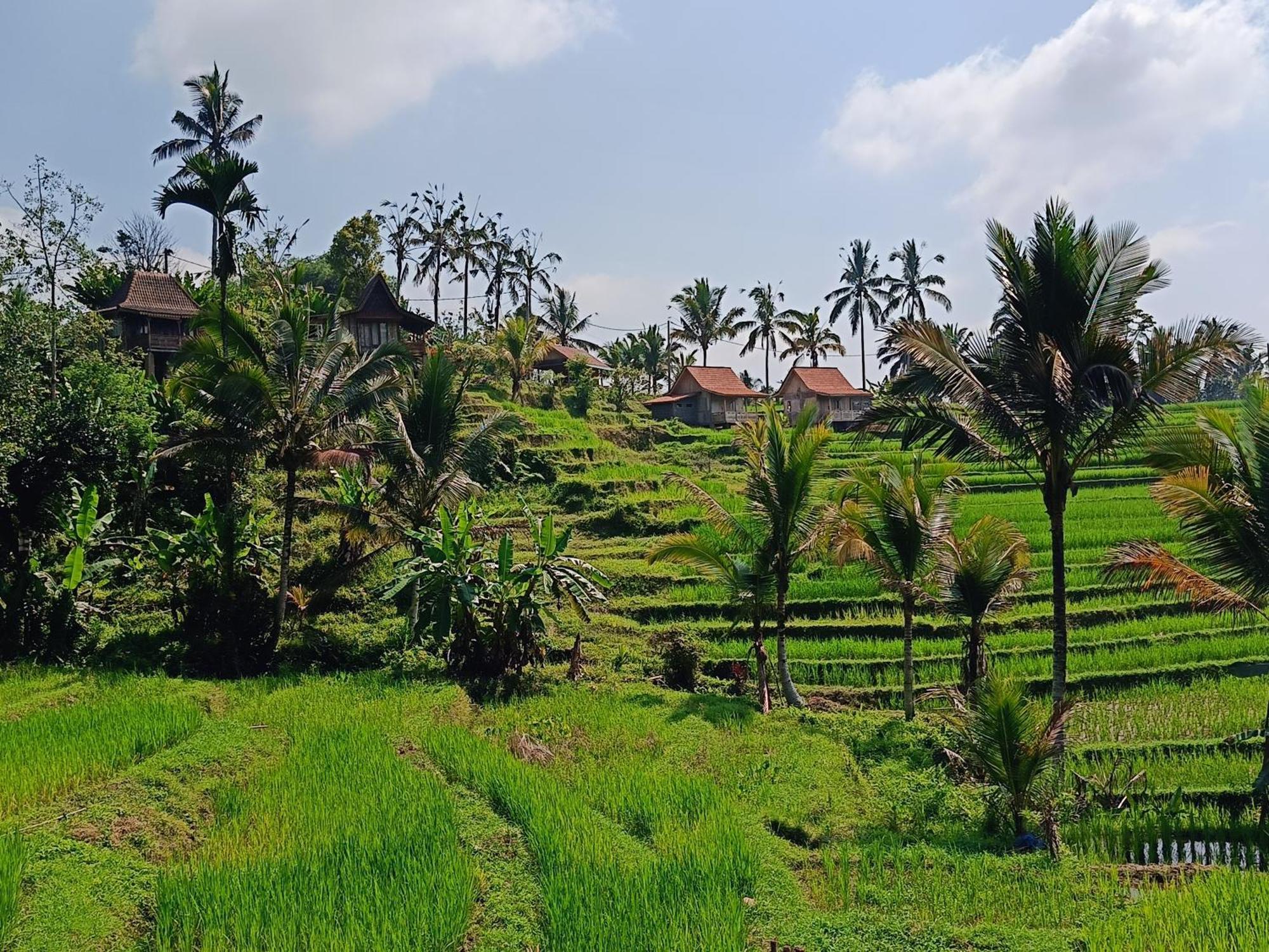 D'Ume Bendoel Homestay Jatiluwih Exterior foto