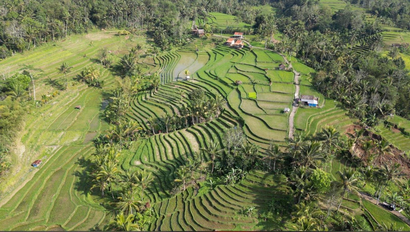 D'Ume Bendoel Homestay Jatiluwih Exterior foto