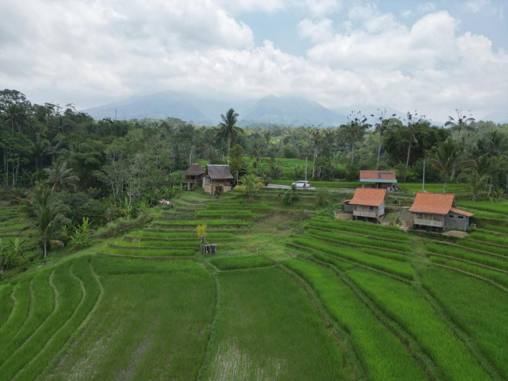 D'Ume Bendoel Homestay Jatiluwih Habitación foto