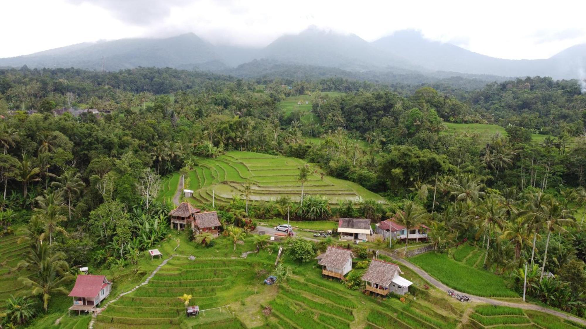 D'Ume Bendoel Homestay Jatiluwih Habitación foto